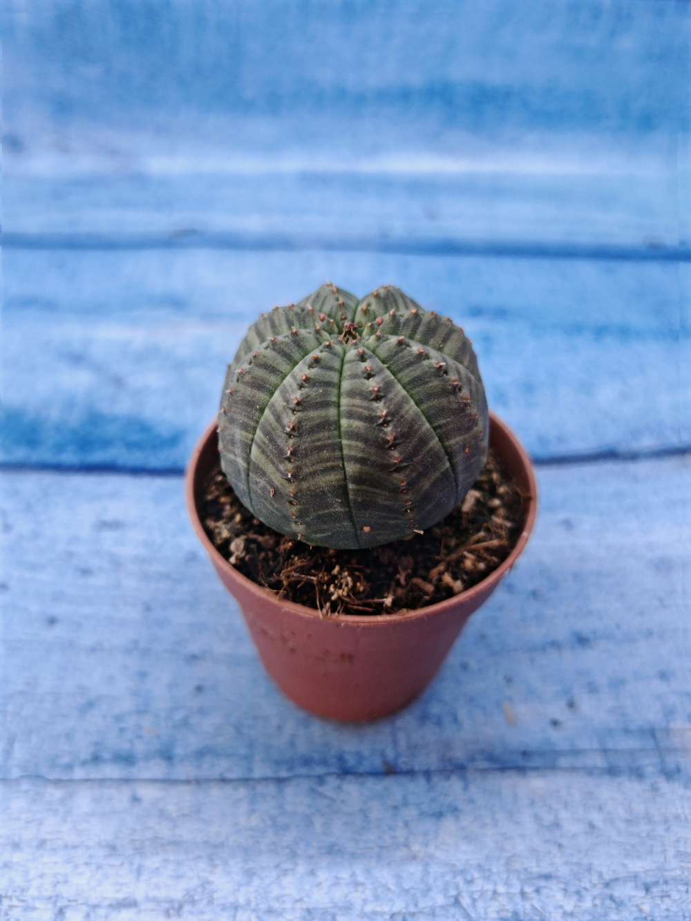 Euphorbia Obesa (Эуфорбия)