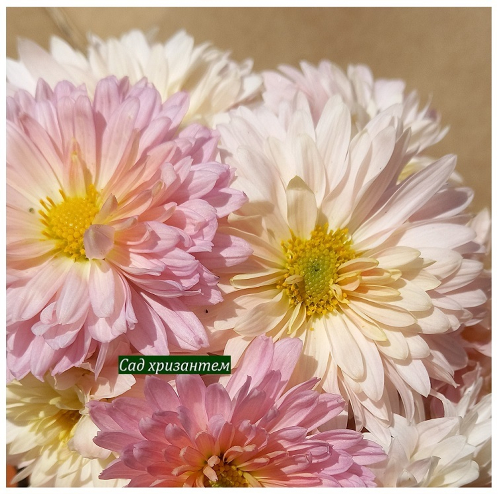 розовая корейская хризантема