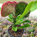 Эуфорбия лактеа кристата 2 TONE