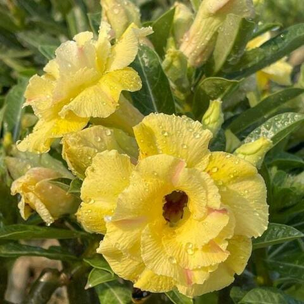 Адениум TAN NIEN