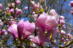 Магнолия Суланжа ‘Lennei’ (C2) Закупка М37