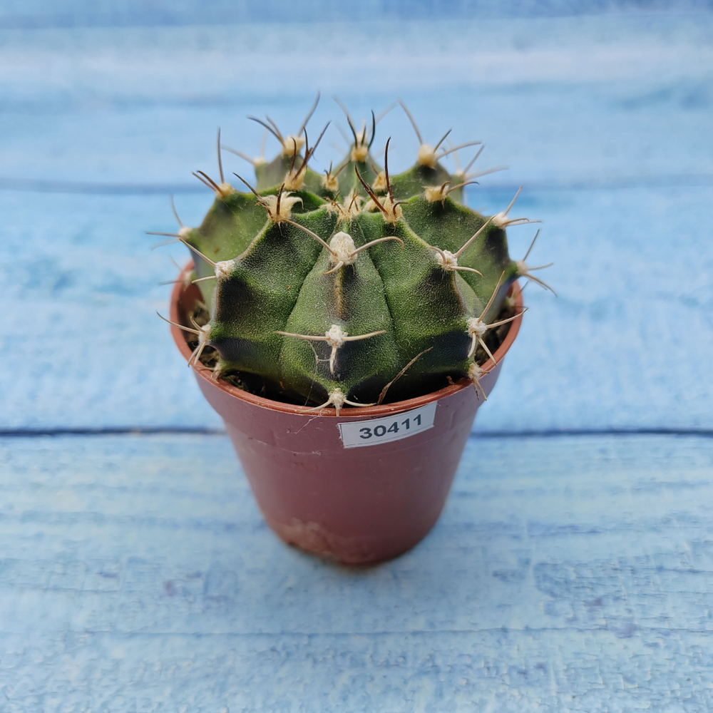 Gymnocalycium Friedrichii (Гимнокалициум)