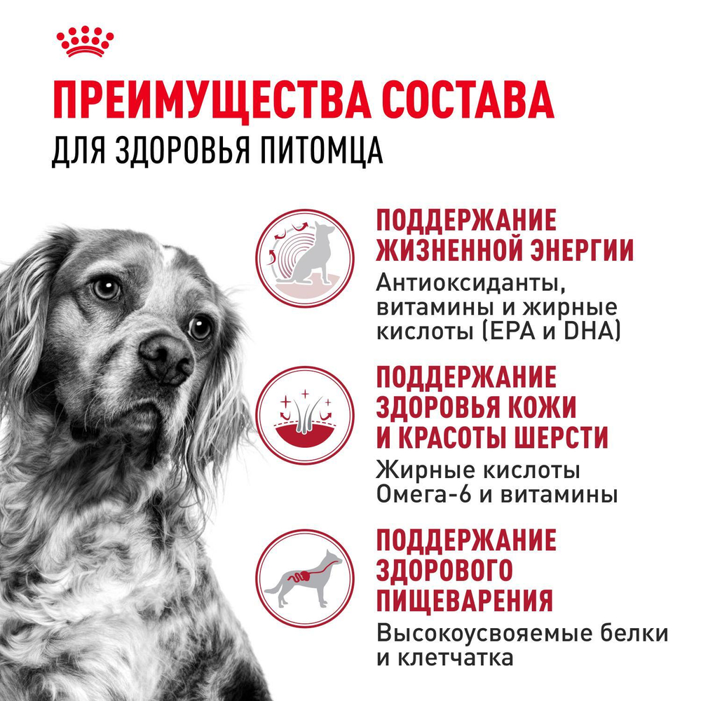 Royal Canin Medium Adult 7+ Корм сухой для взрослых собак средних размеров от 7 лет и старше 15 кг