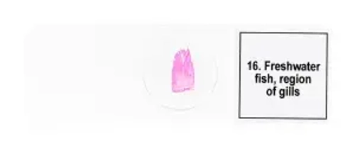 Набор микропрепаратов Levenhuk Discovery Prof DPS 25. «Биология, Птицы и др.»