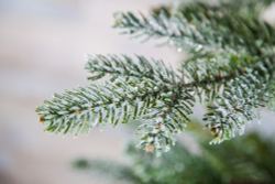 Ель 260см Black Box Хрустальная заснеженная