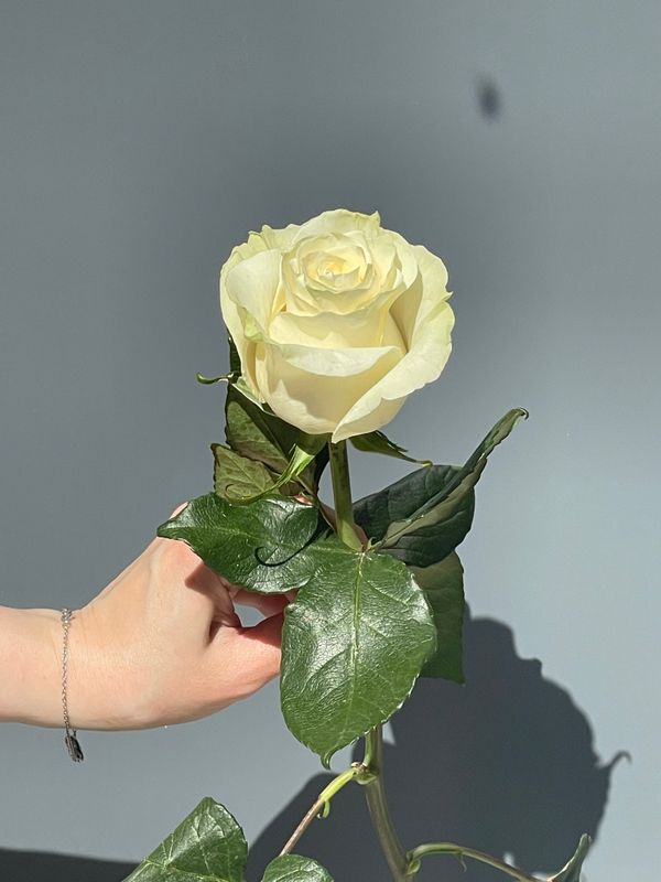 Роза сорта "Мондиаль"
