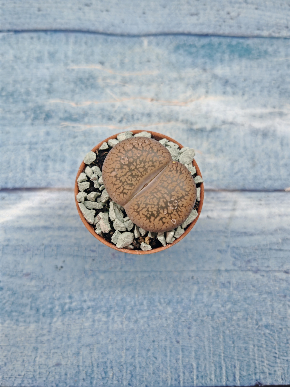 Lithops sp. (Литопсы)