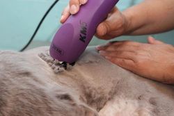 Машинка для стрижки животных Wahl KM5, фиолетовая (1260-0470)