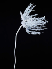 Ветвь Полевые облака 71 см., одуванчик, Christmas DeLuxe (88888)