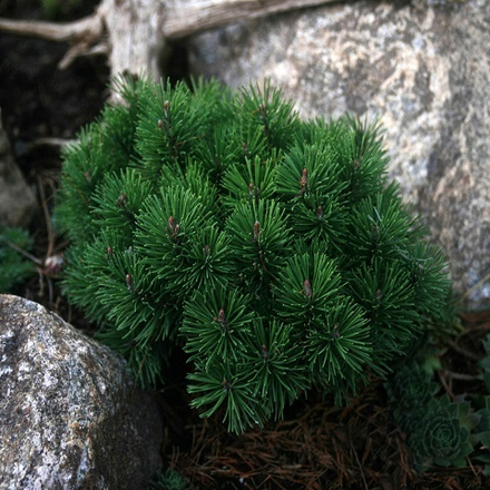 Сосна горная Тенни