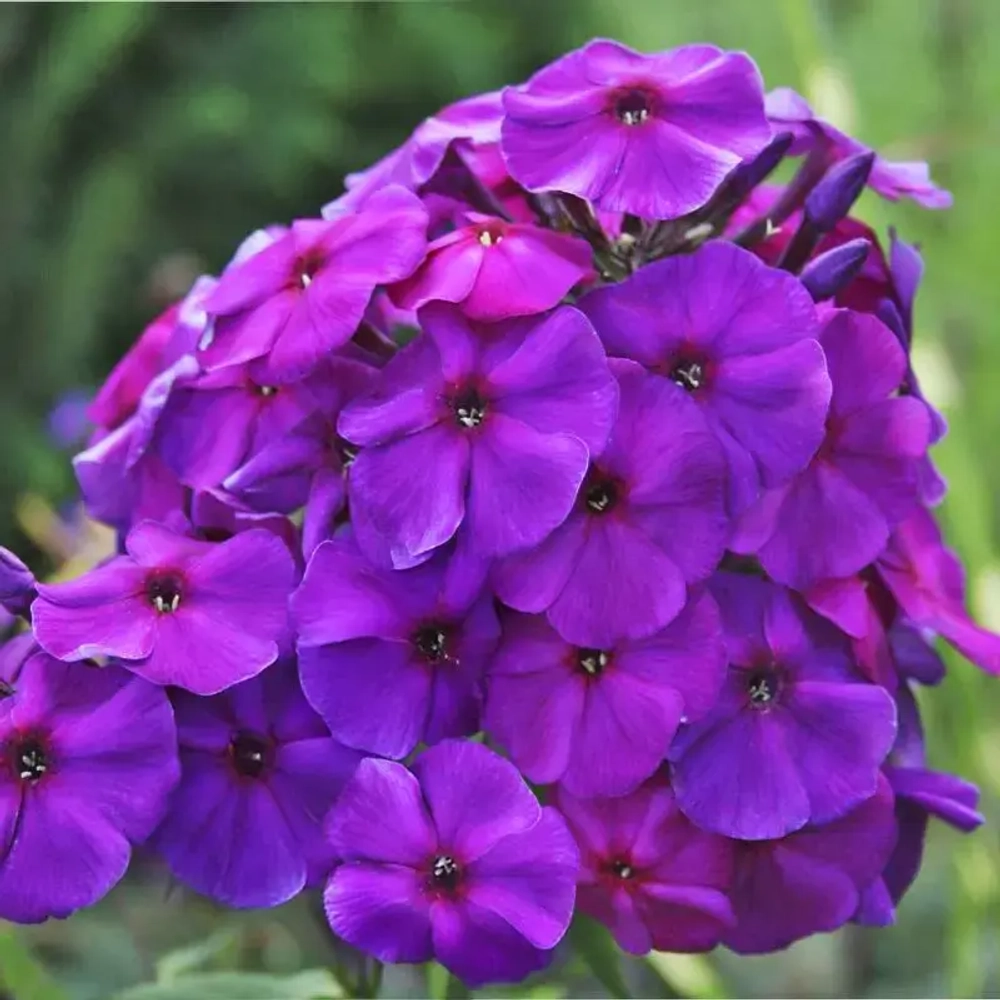 Флокс метельчатый микс