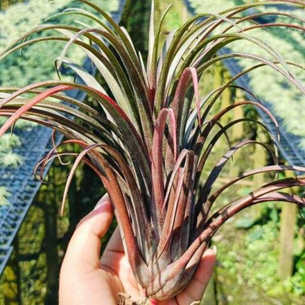 Тилландсия Timm's Outburst (capitata v. domingensis x ionantha Fuego) XL