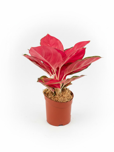 Аглаонема Wealthy Red д.10