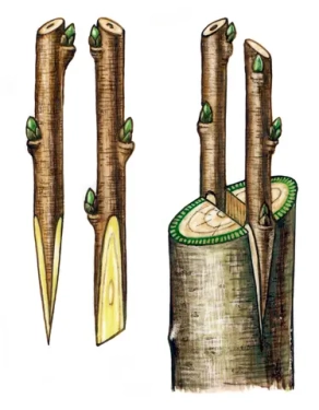 Прививка «в расщеп»: как подарить старой яблони новую жизнь и вкусный сорт