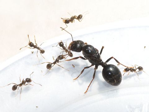 Пересаживание муравьев для транспортировки