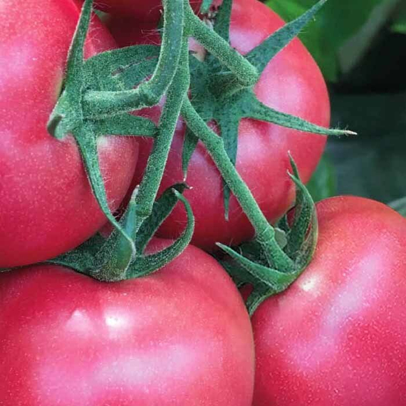 Грифон F1 семена томата индетерминантного (Nunhems / ALEXAGRO) культура – фото 4