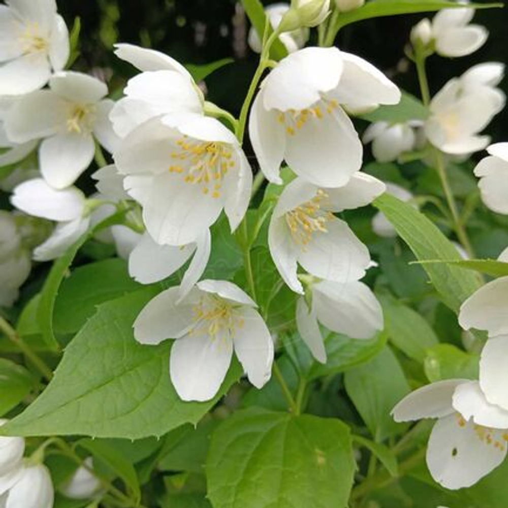 Чубушник Воздушный Десант