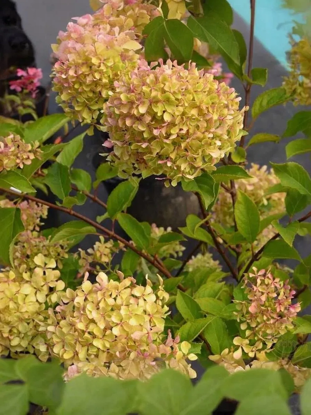 Гортензия метельчатая Романтик Эйс / Жемчужина Фестиваля