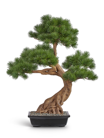 Бонсай Сосна Японская белая Негиши 90 см в керамическом кашпо