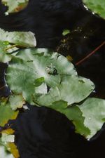 Кольцо Аурура