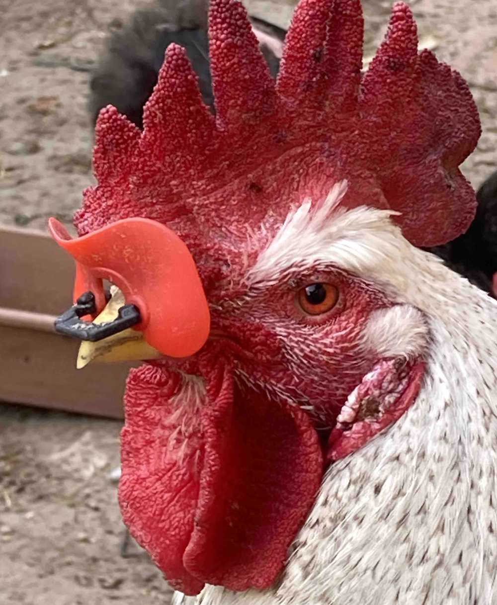 Очки для фазанов и кур мягкие, 60х37 мм