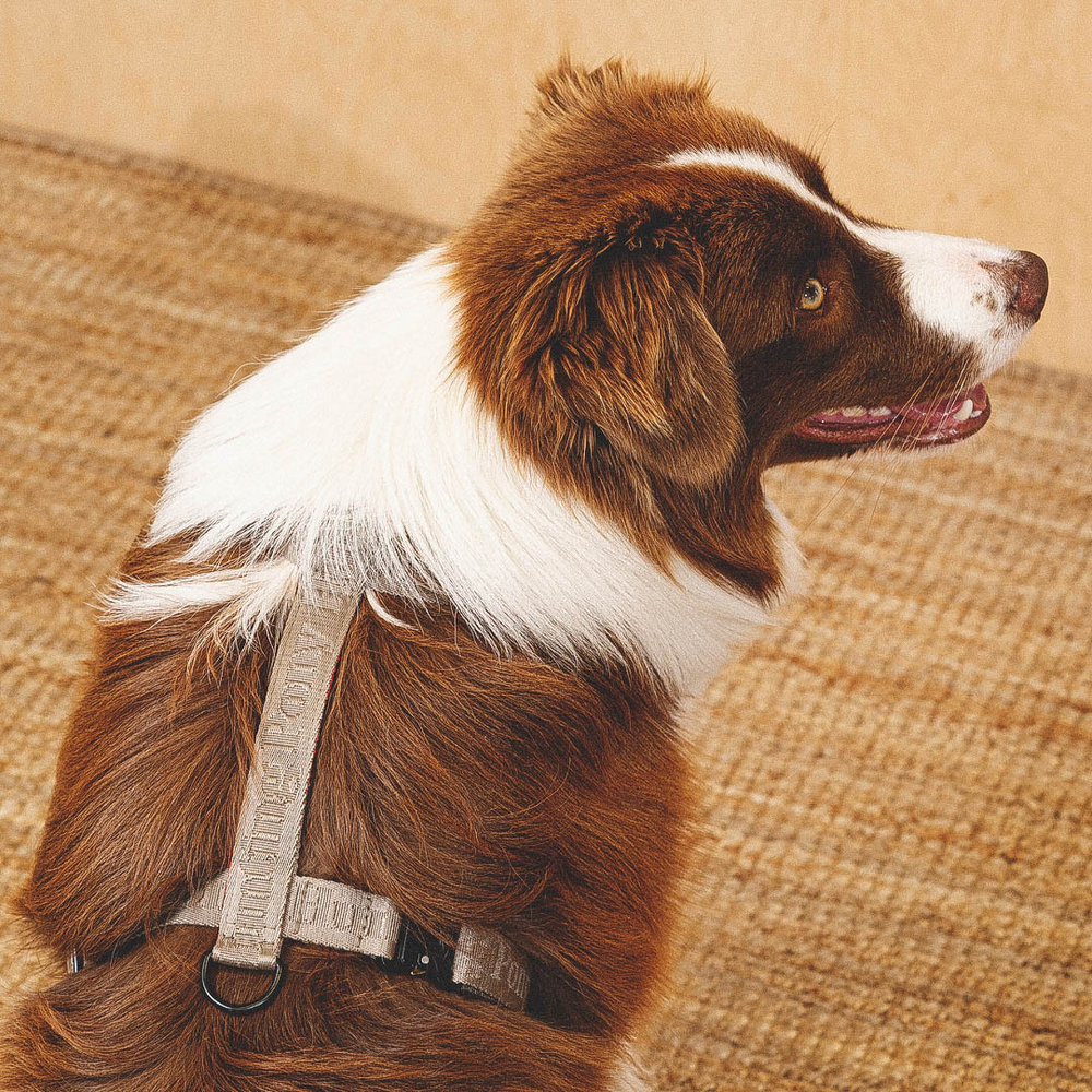 Шлейка «Пони-Компаньони» HuntingPony