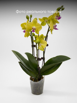 Фаленопсис желтый д.9