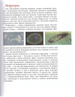 Птицы, рыбы и слоны... Занимальная книга школьника. Н. С. Медведева