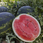 Лузитана F1 семена арбуза (Rijk Zwaan / Райк Цваан)