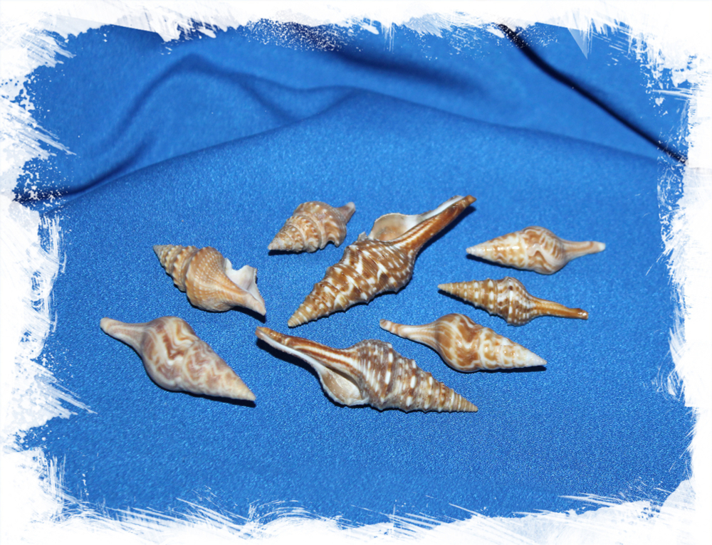 Туррикула Индико, 3-6см, 100гр, 14шт