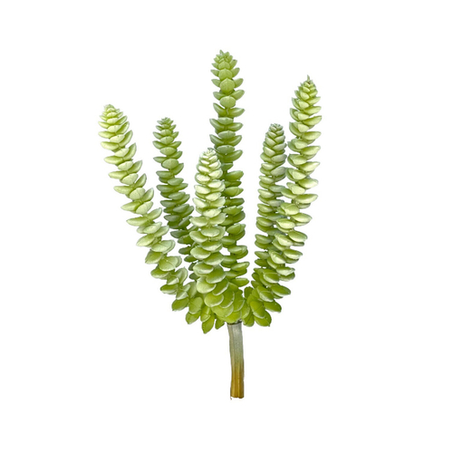 Суккулент седум сизый 25 см