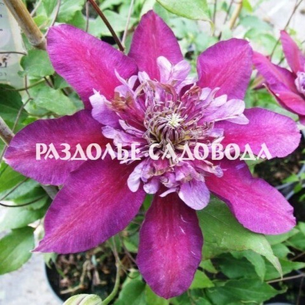 Клематис Темптейшен