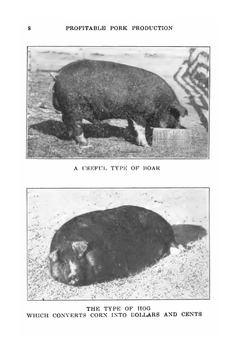Profitable Pork Production: A Book For Farmers And Swine Growers | Kennedy Willard John