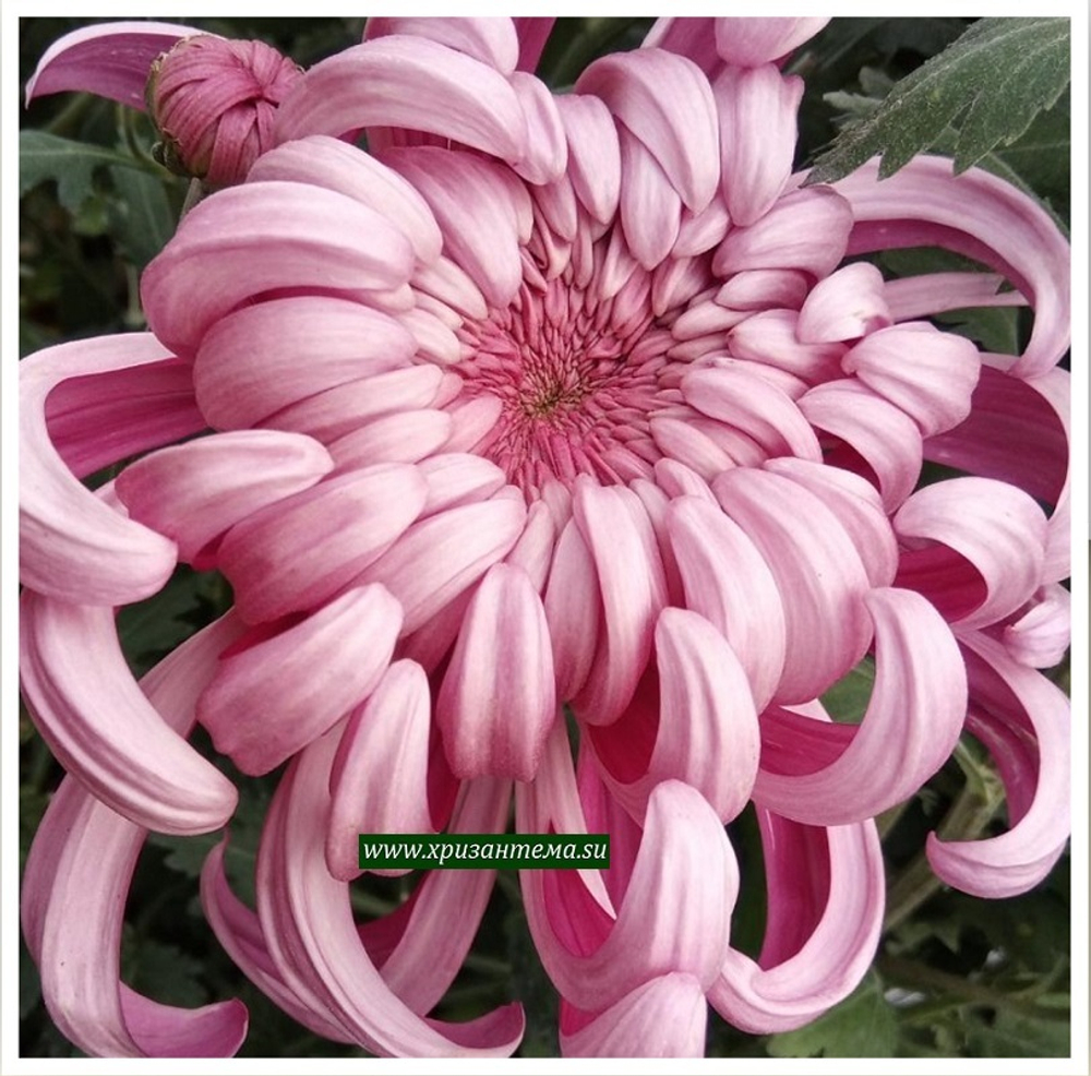 Хризантема одноголовая Viena Pink ☘ о.49  (отгрузка  Сентябрь)