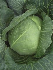 БРОНКО F1 семена капусты белокочанной (Bejo | Alexagro)