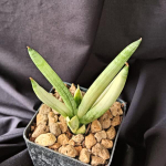 Сансевиерия BONCEL ANGEL