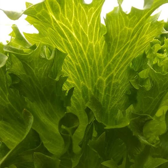 ЛАЛИК семена салата Rijk Zwaan купить