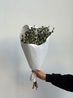 Охапка эвкалипта глобулус 5 шт