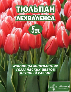 Тюльпан Луковица, Лех Валенса, 5 шт крупные