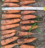 Абако F1 семена моркови курода/шантане (Seminis / Семинис)