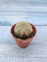 Euphoria Obesa (Эуфорбия)