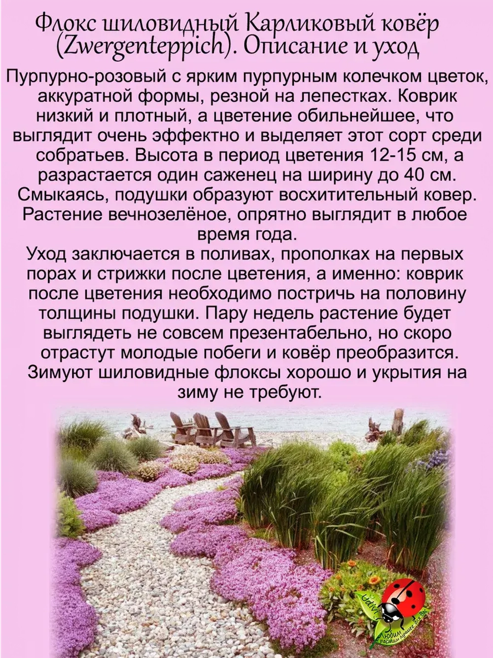 Флокс шиловидный Карликовый ковер розово-пурпурный