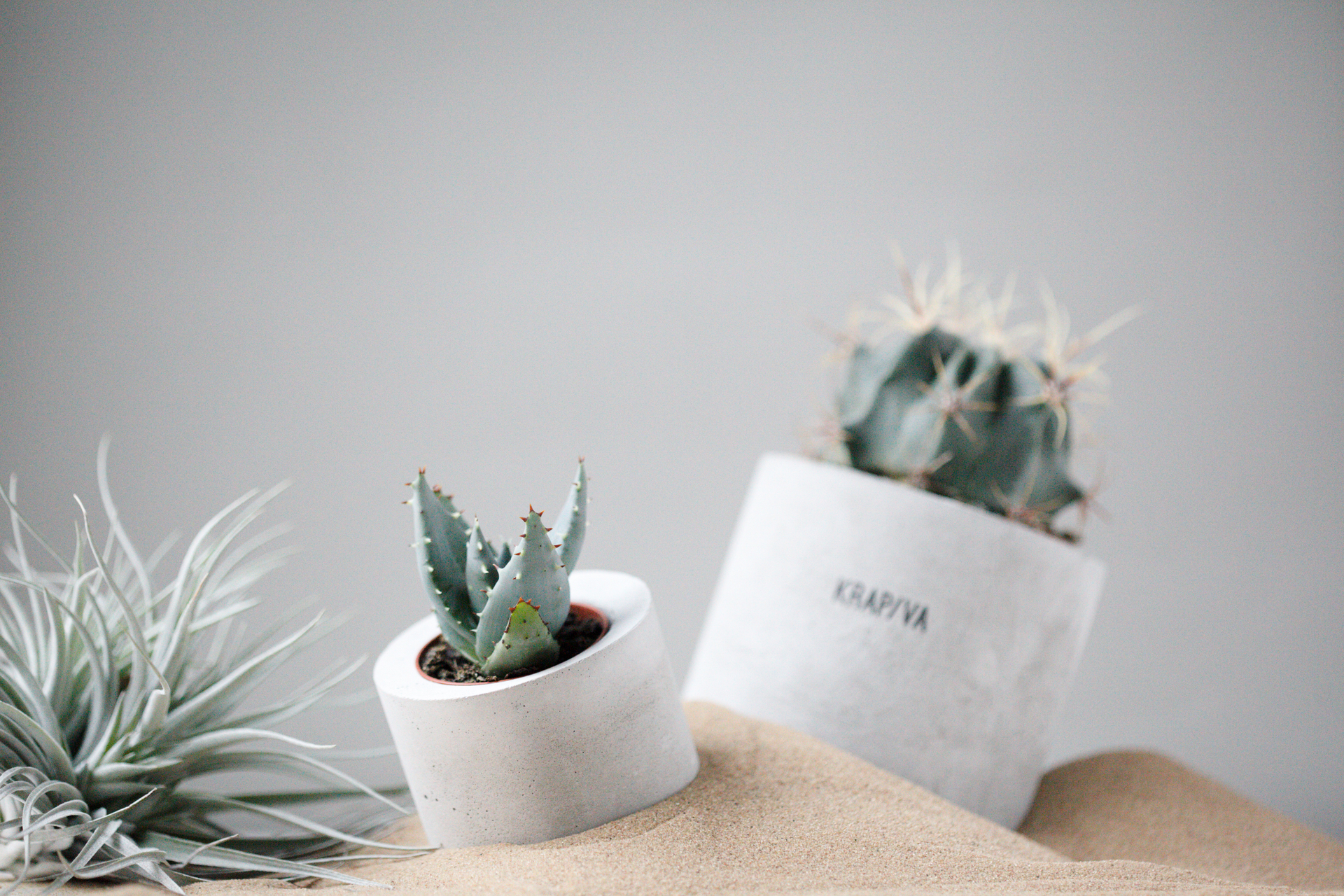 ЦВЕТЫ И РАСТЕНИЯ В СТУДИИ KRAP/VA