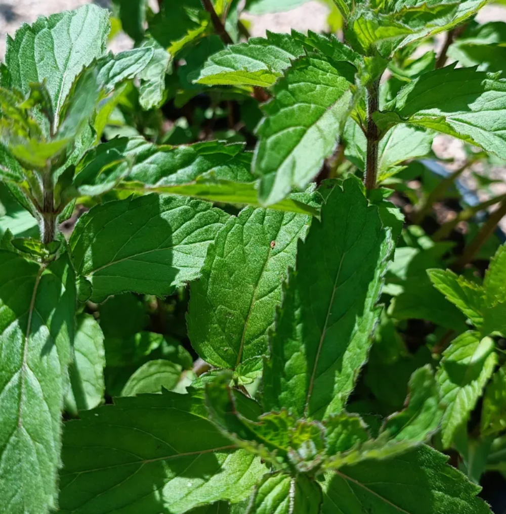 Мята сортовая Зефир в контейнере 0,5 л май