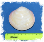 Кодакия Тигерина Полированная