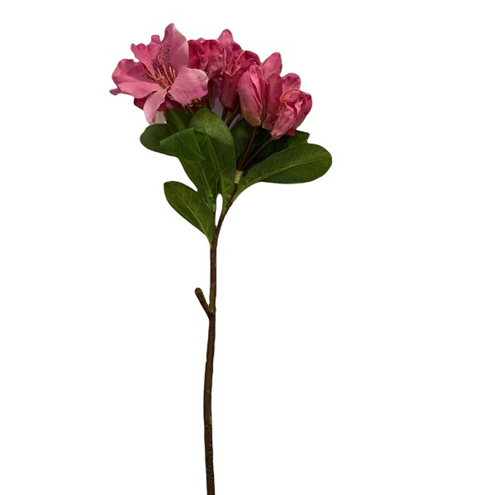 Рододендрон розовый [Арт. 190245]