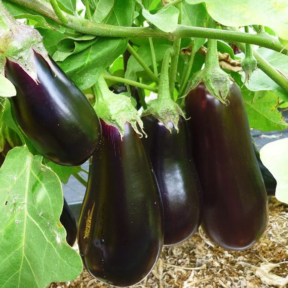 Эпик F1 семена баклажана (Seminis / ALEXAGRO) купить
