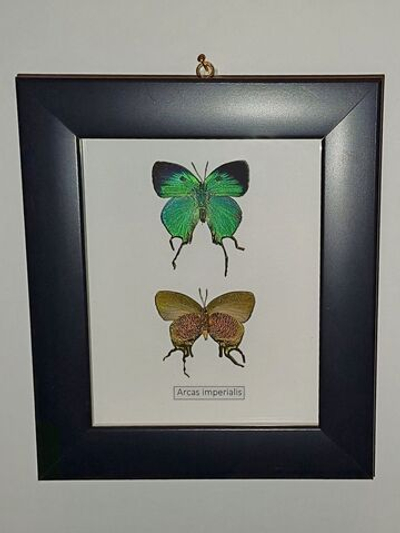 Голубянки Аркасы в рамке