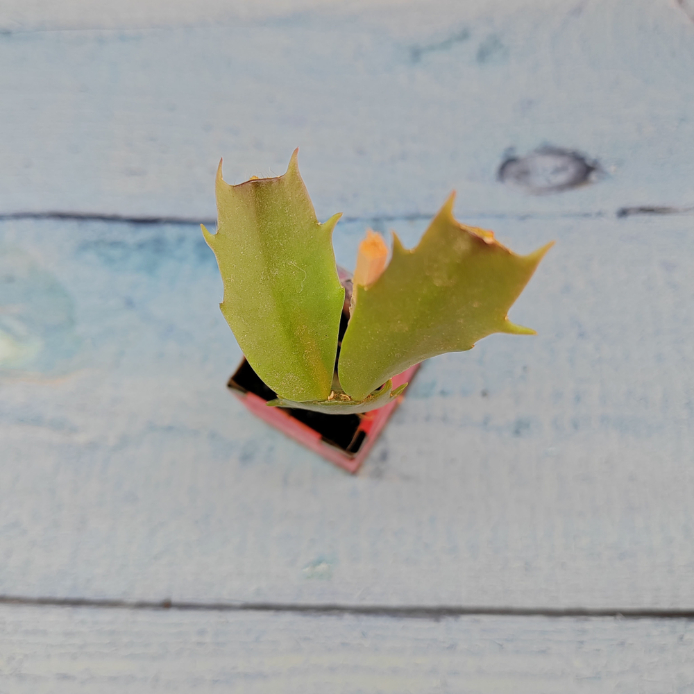 Schlumbergera Thor Vita (Декабрист)