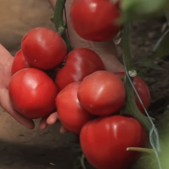 Пинк Кристал F1 семена томата индетерминантного (Clause / ALEXAGRO) культура